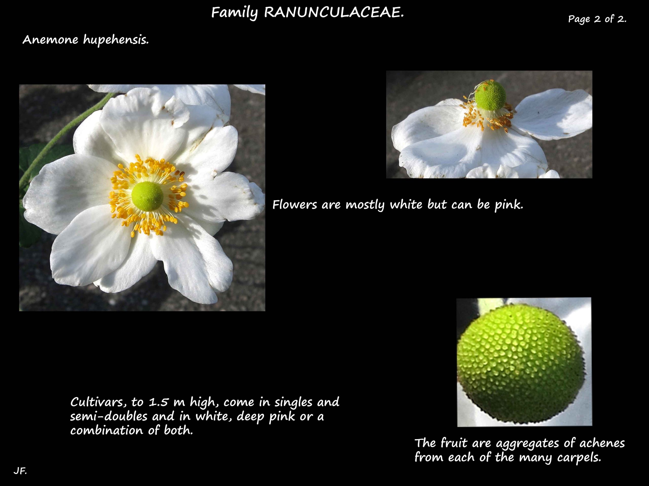 2 White flowers of Anemone hupehensis